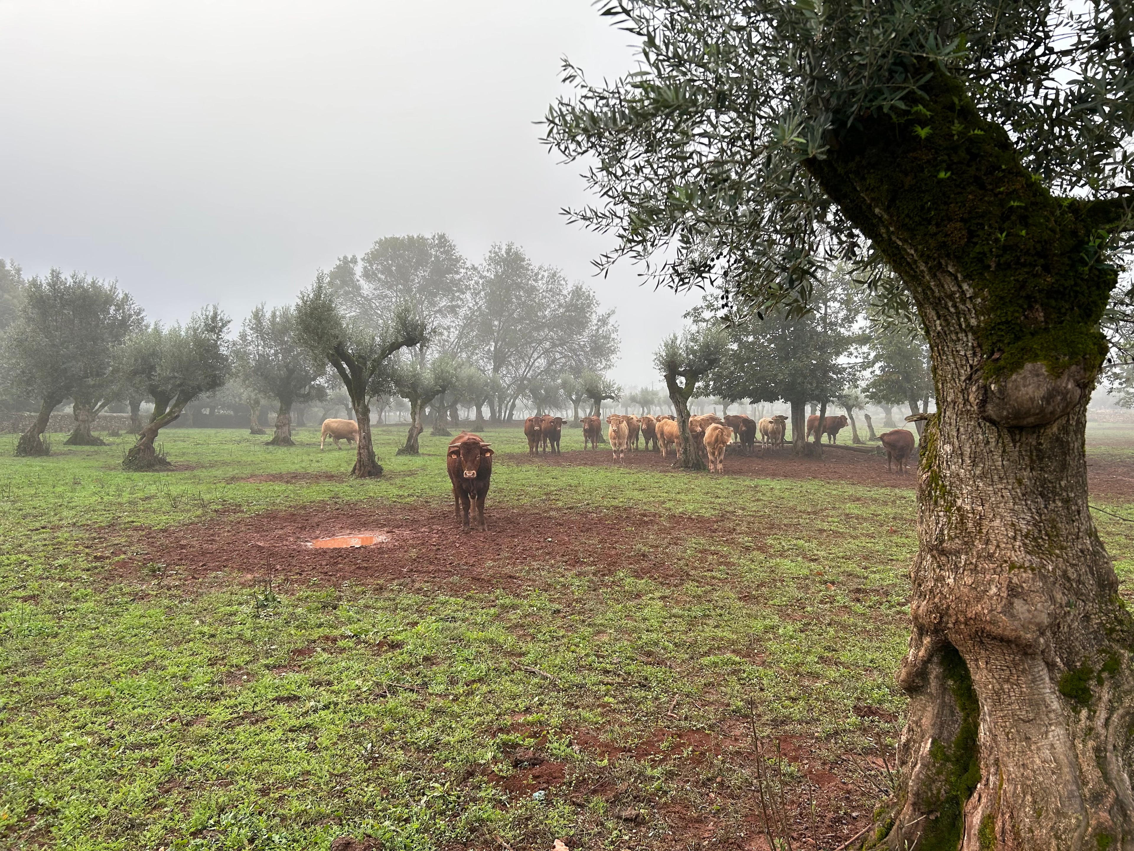 Nossa quinta no Ribatejo, origem dos ingredientes tradicionais