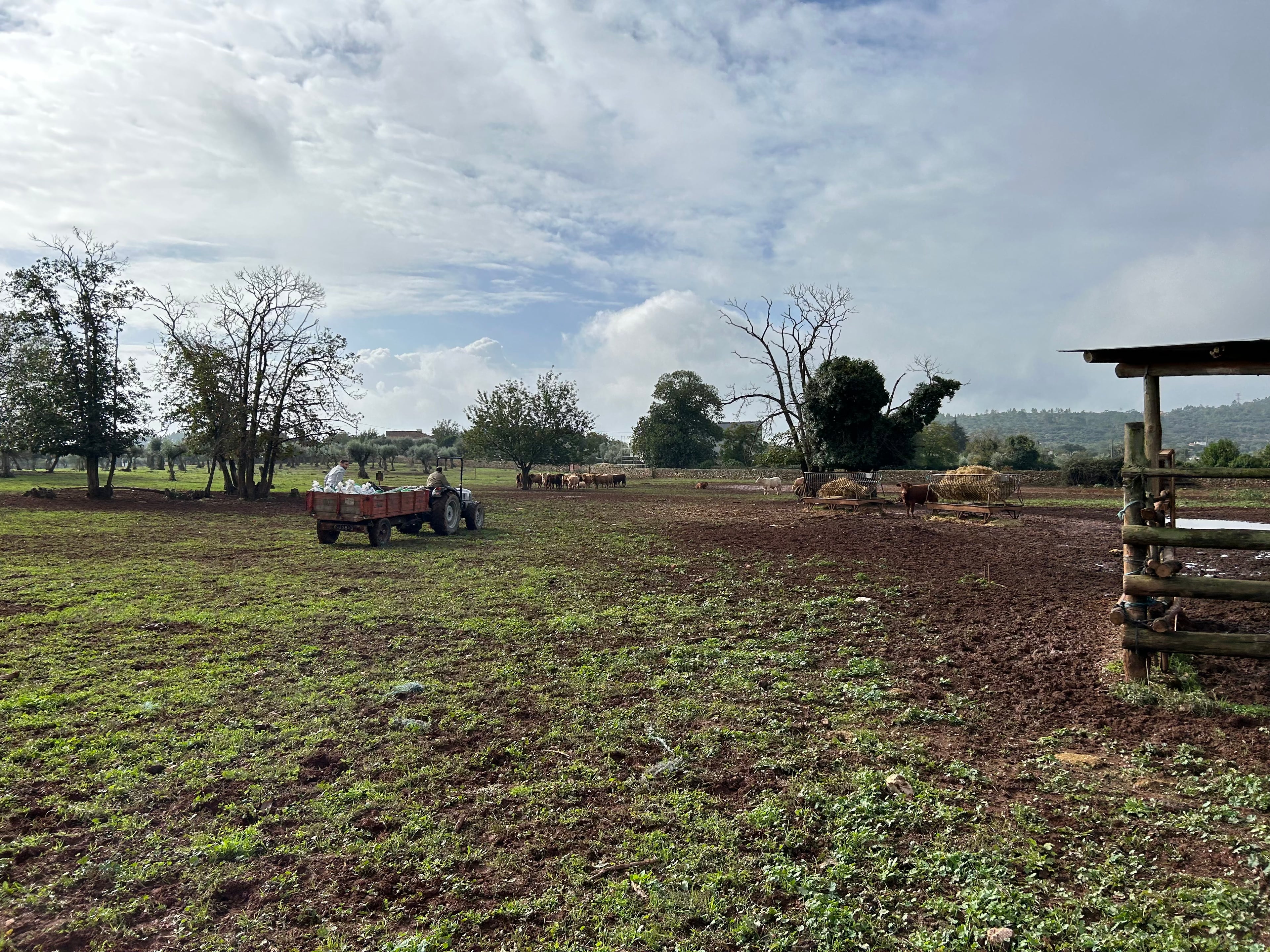 Traditional farm landscape in Ribatejo region